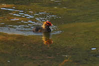 Fulica atra